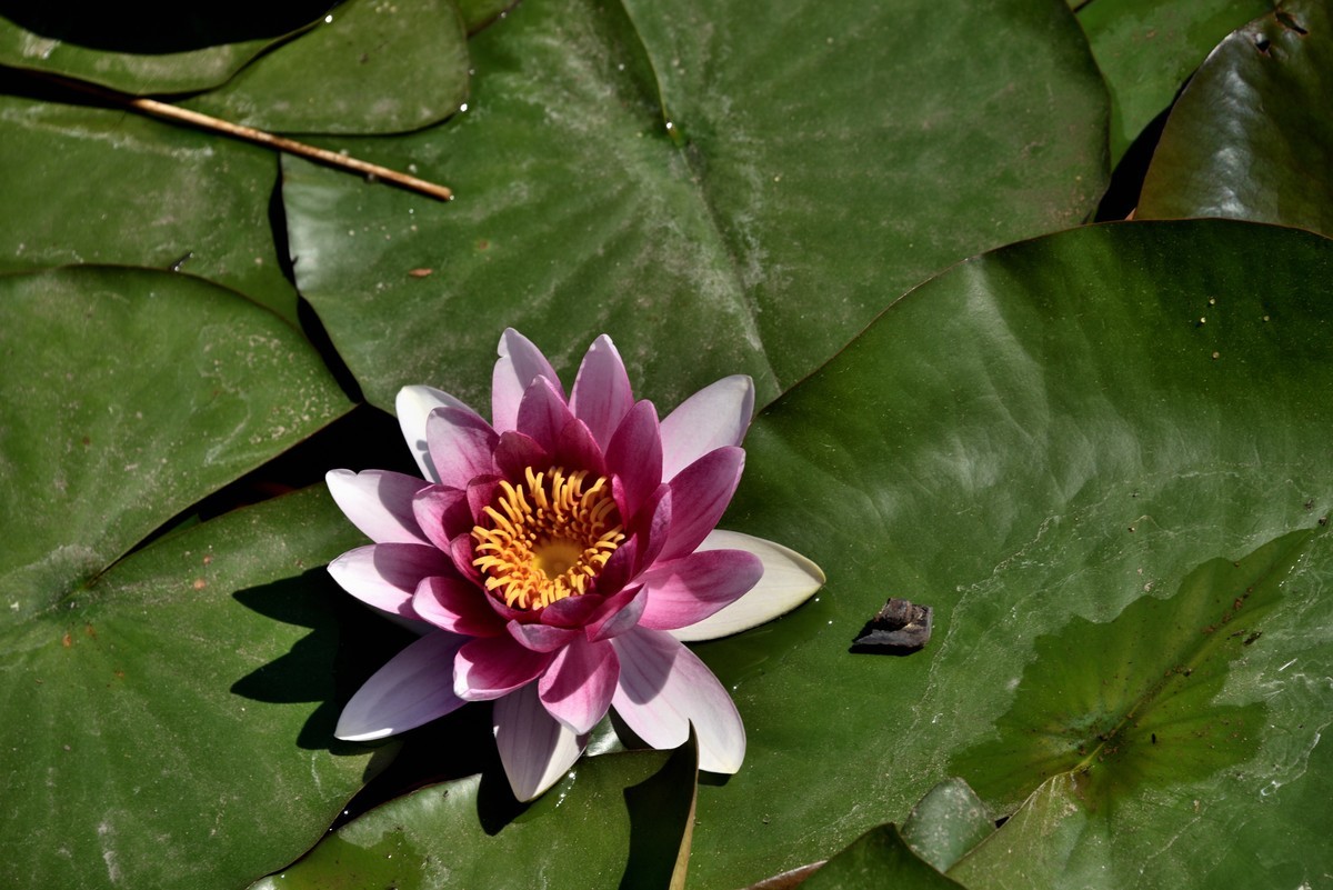 2025花卉植物赏析——睡莲