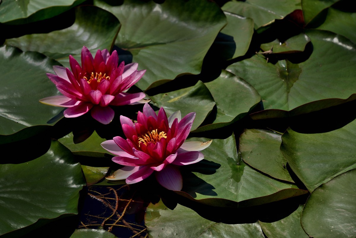 2025花卉植物赏析——睡莲