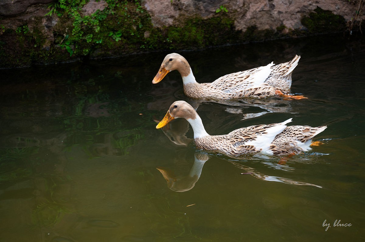 唐模古村（五）