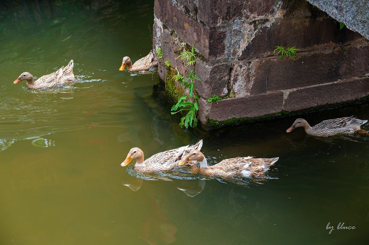 唐模古村（五）