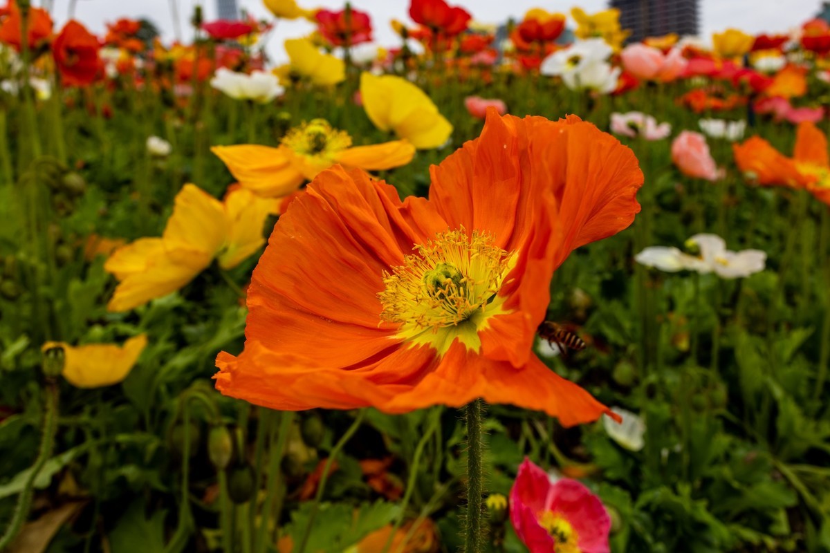 花枝招展（481）