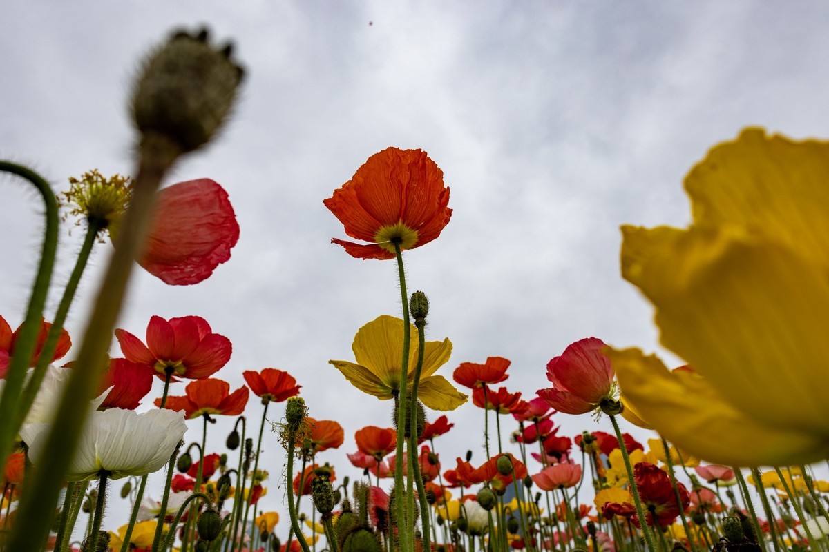 花枝招展（481）