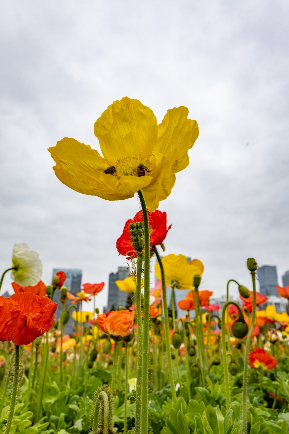 花枝招展（481）