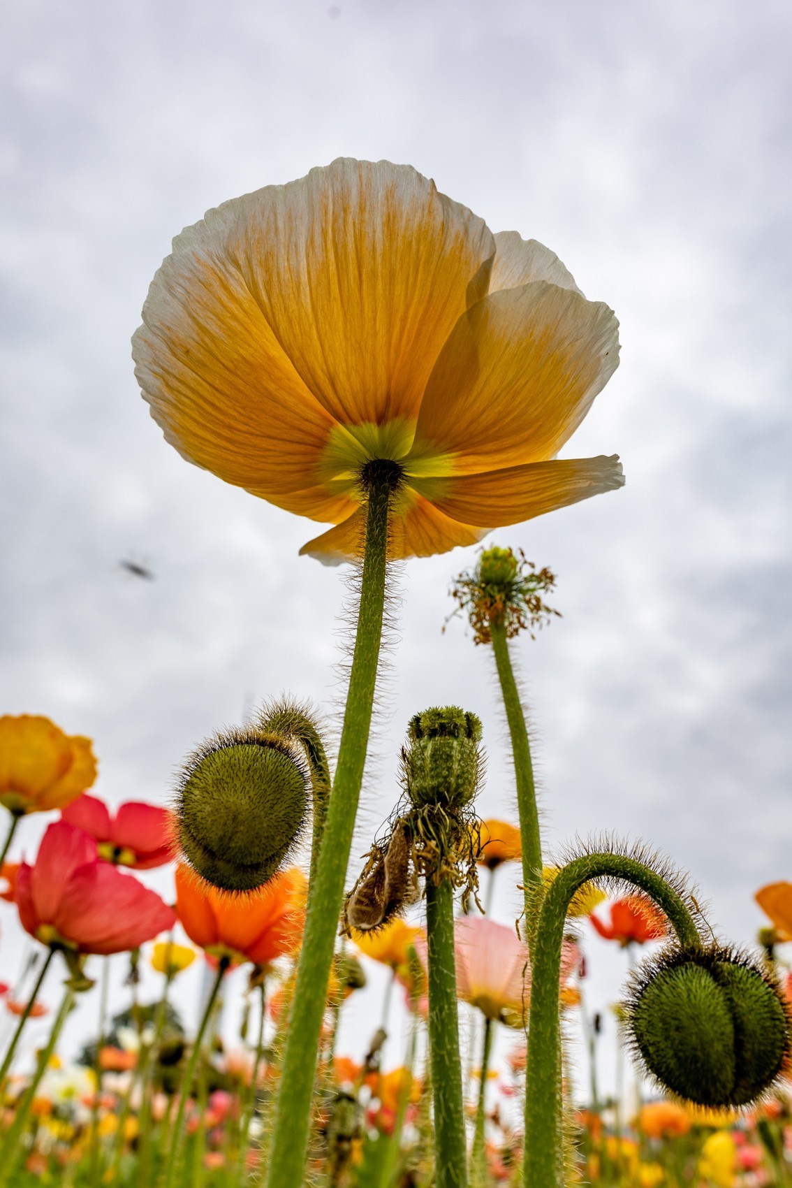 花枝招展（481）