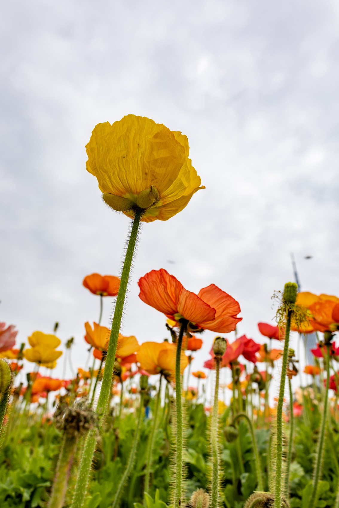 花枝招展（481）