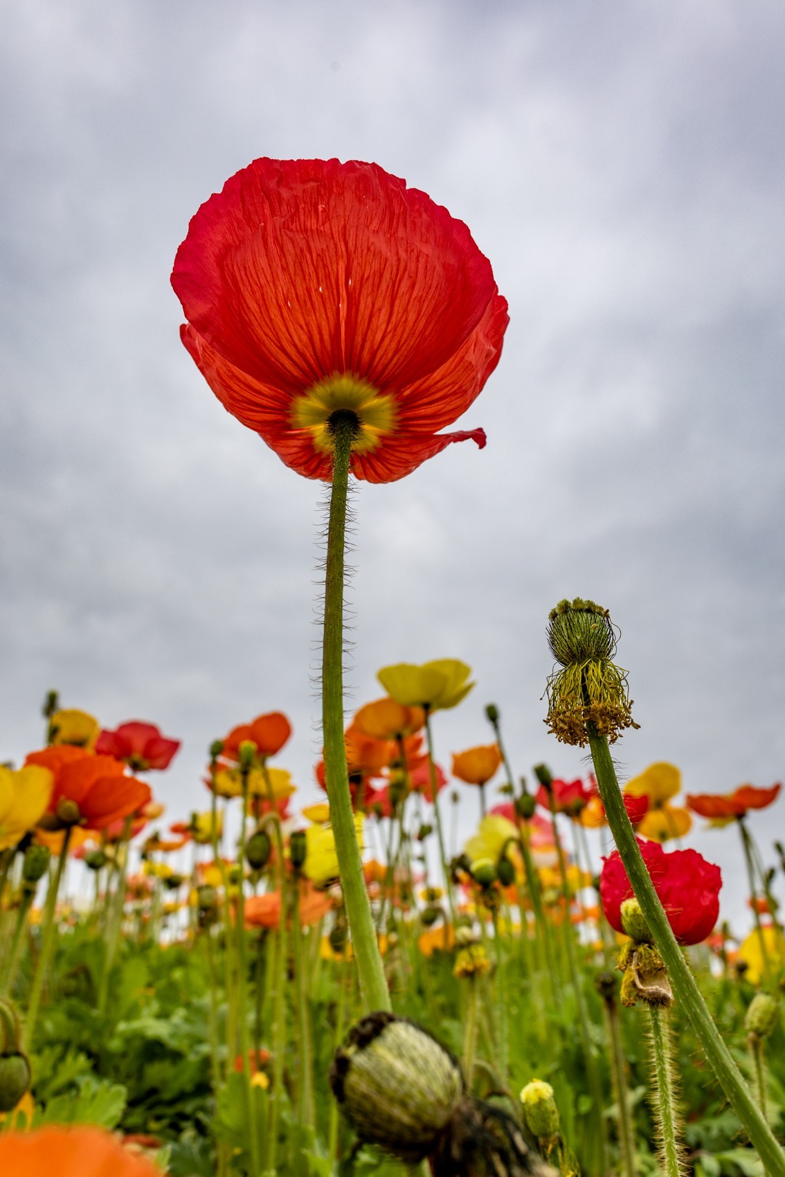 花枝招展（481）