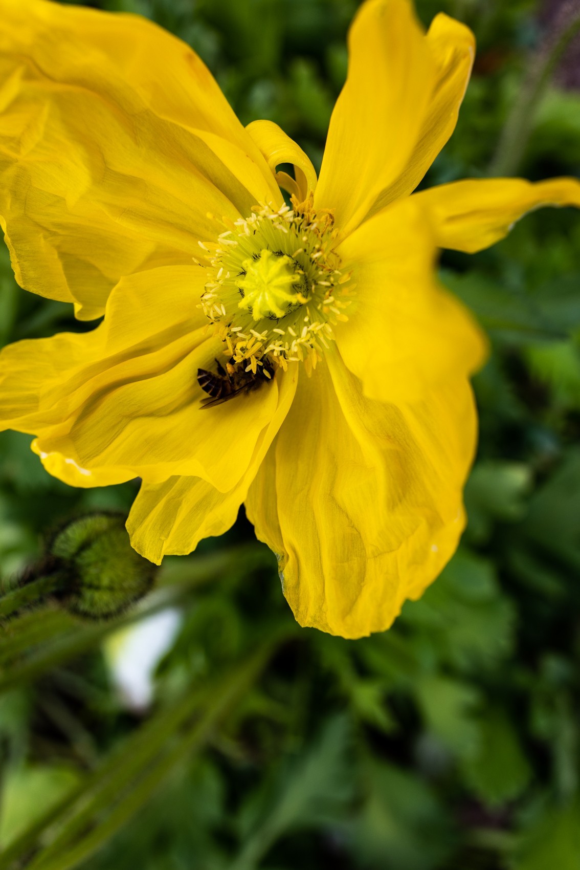 花枝招展（481）