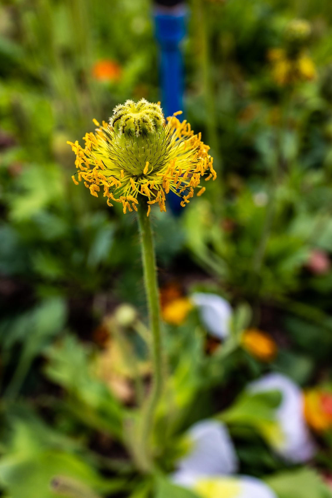 花枝招展（481）