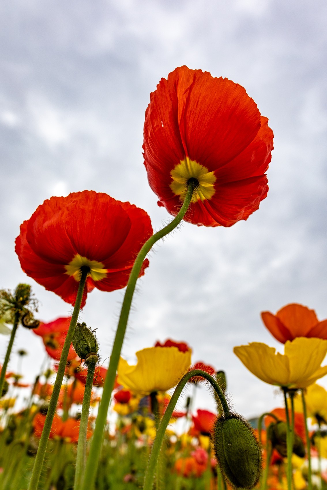 花枝招展（481）