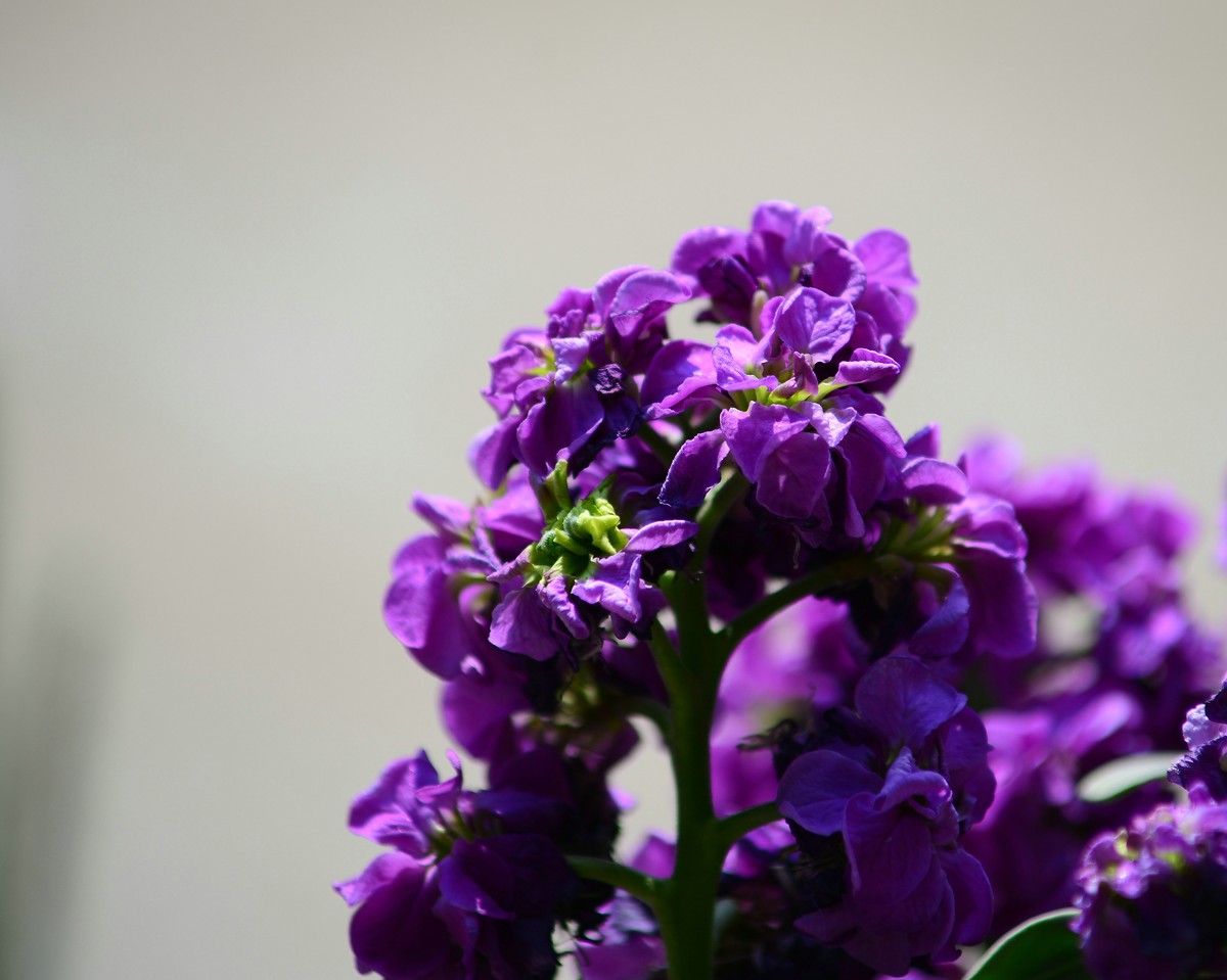 湿地公园的紫花。