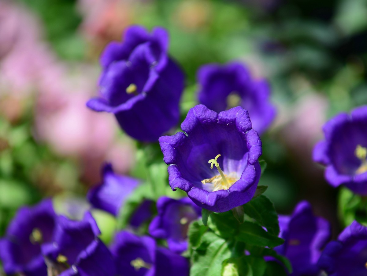 湿地公园的紫花。