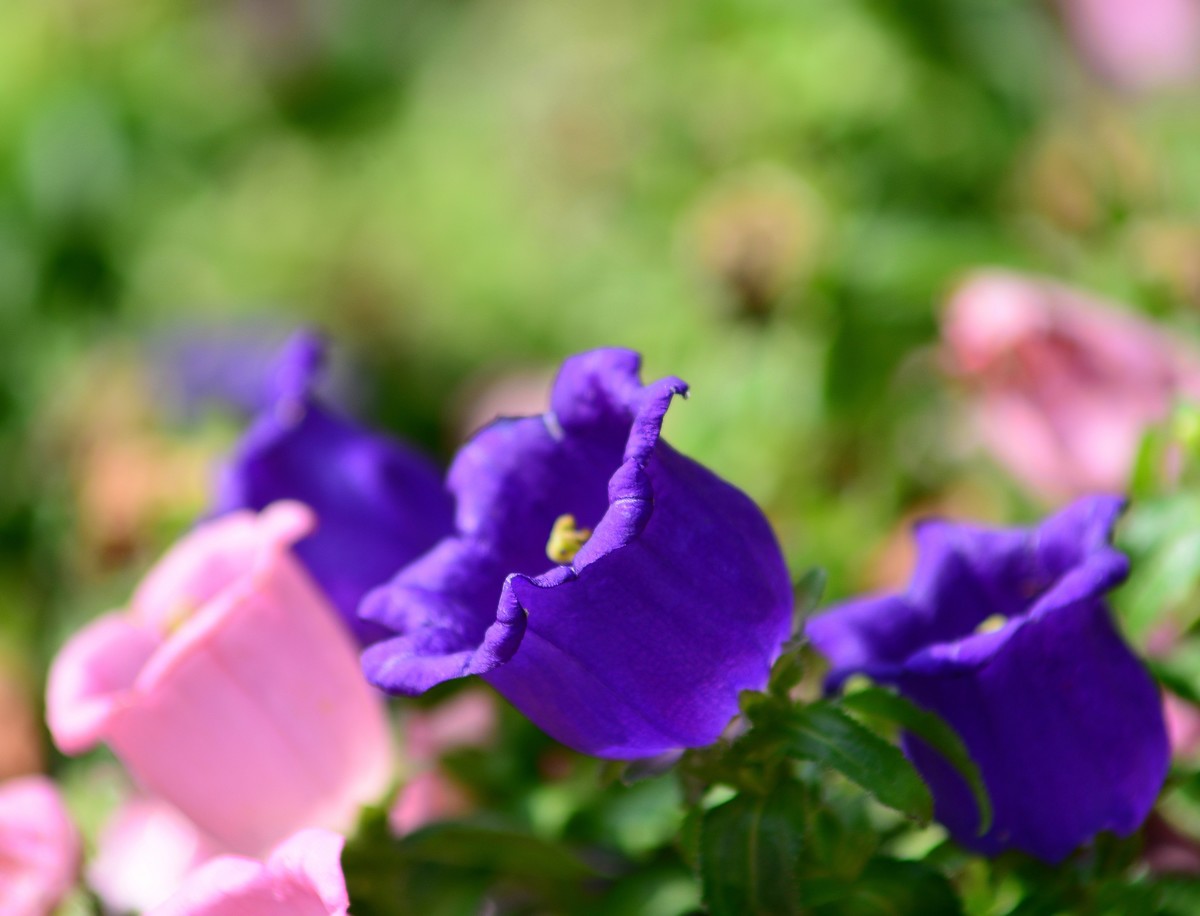 湿地公园的紫花。