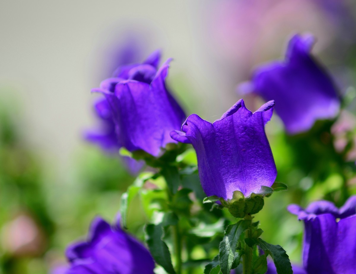 湿地公园的紫花。