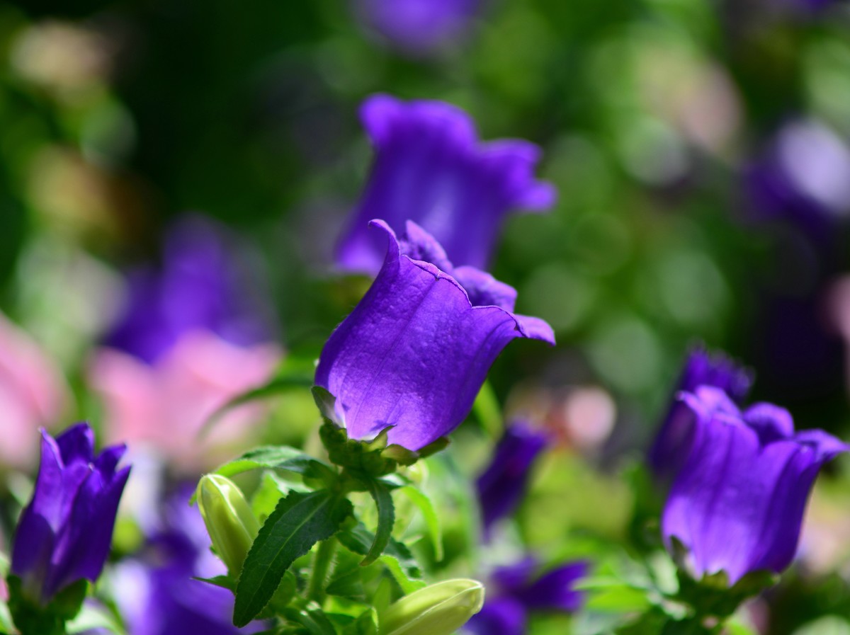 湿地公园的紫花。