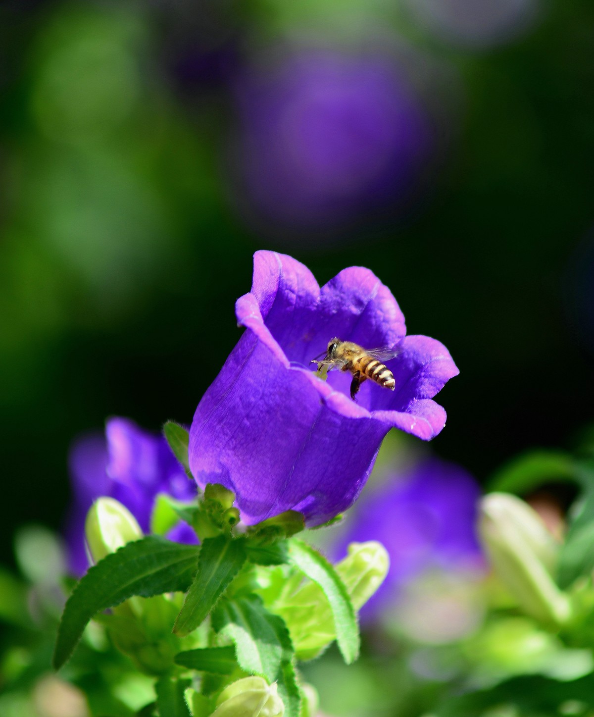 湿地公园的紫花。