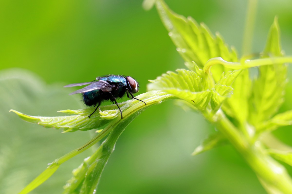 一只绿头苍蝇。