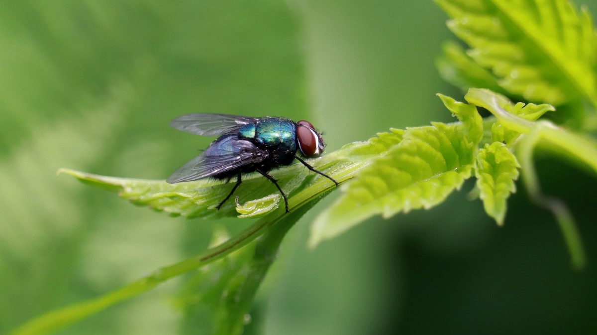 一只绿头苍蝇。