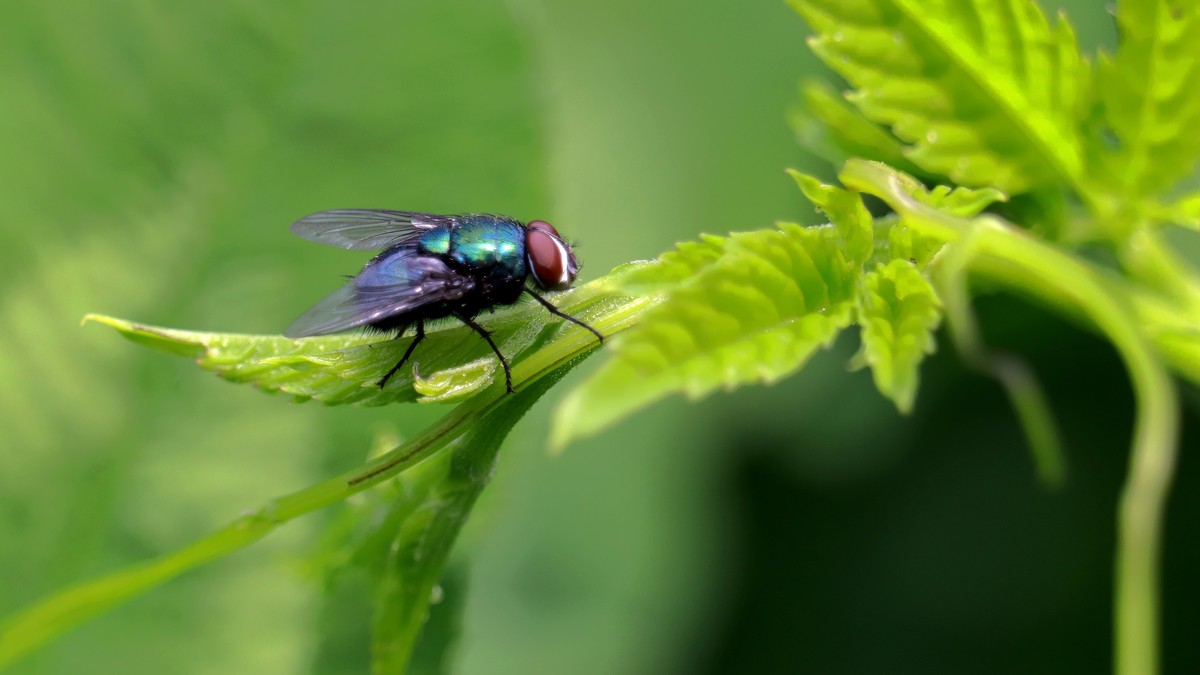 一只绿头苍蝇。