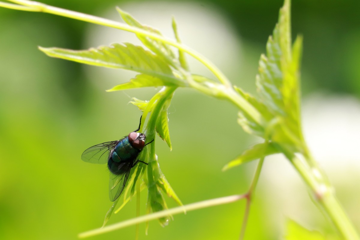 一只绿头苍蝇。
