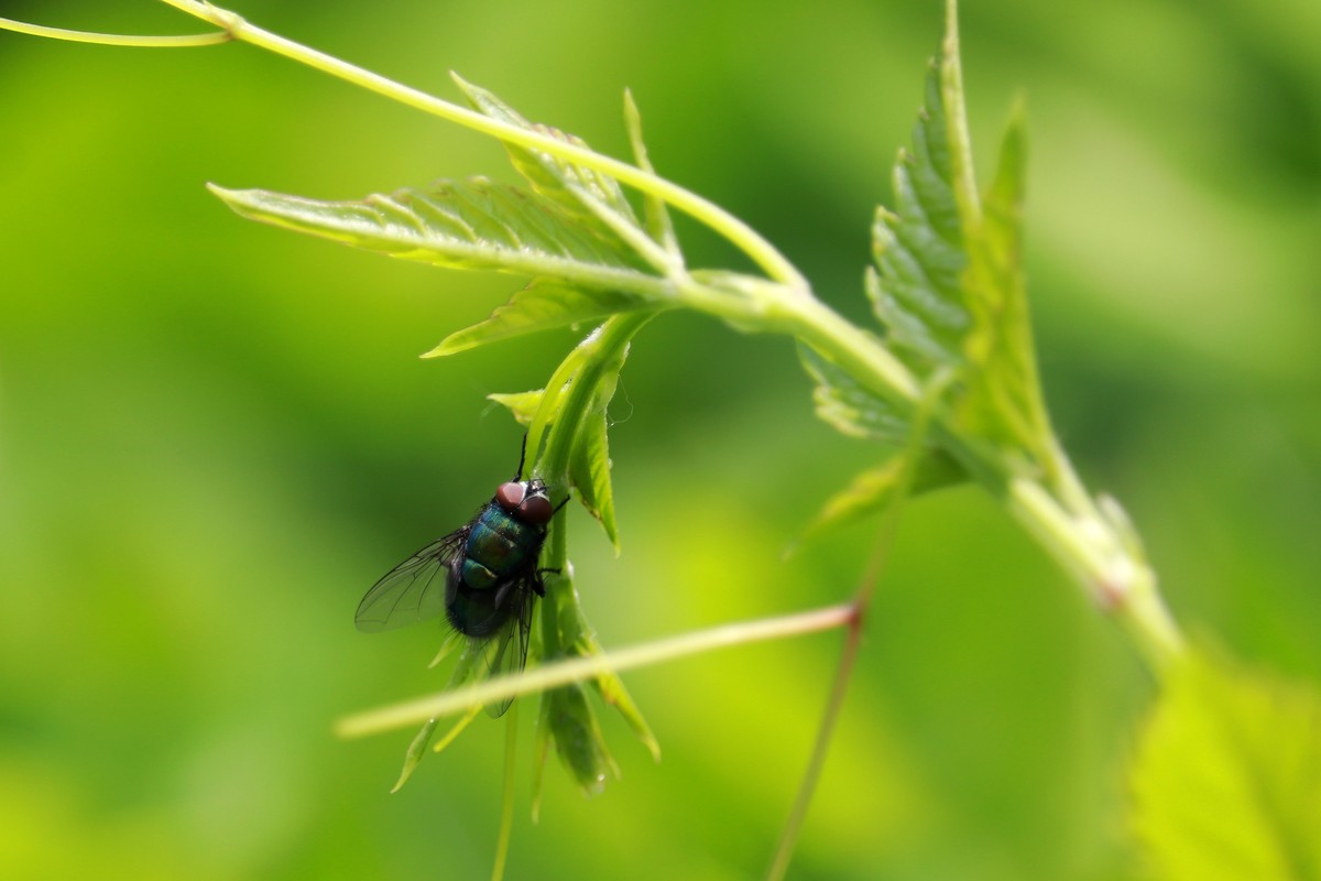 一只绿头苍蝇。