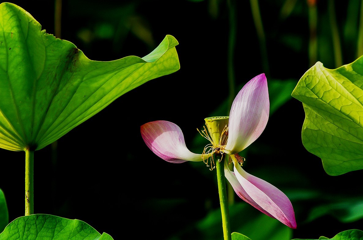 2022中伏圆明园荷花并蒂莲