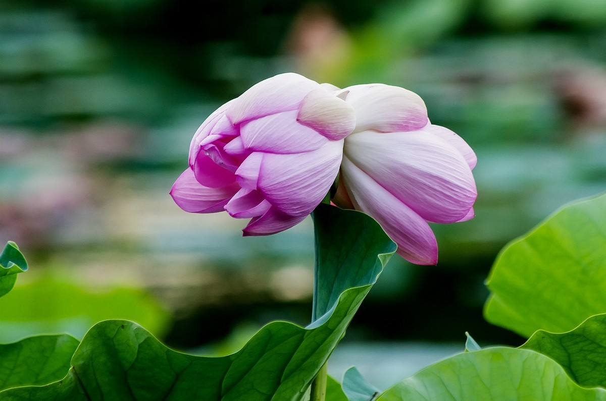 2022中伏圆明园荷花并蒂莲