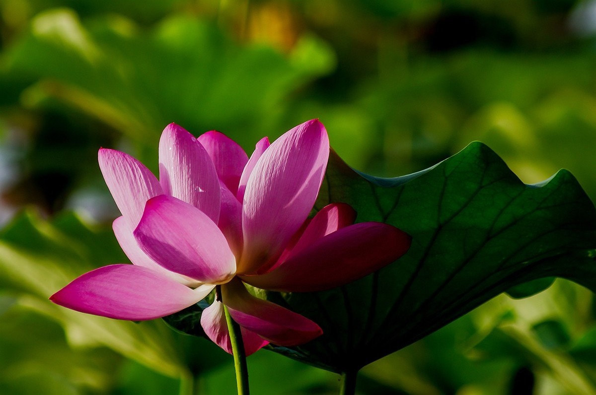 2022中伏圆明园荷花并蒂莲