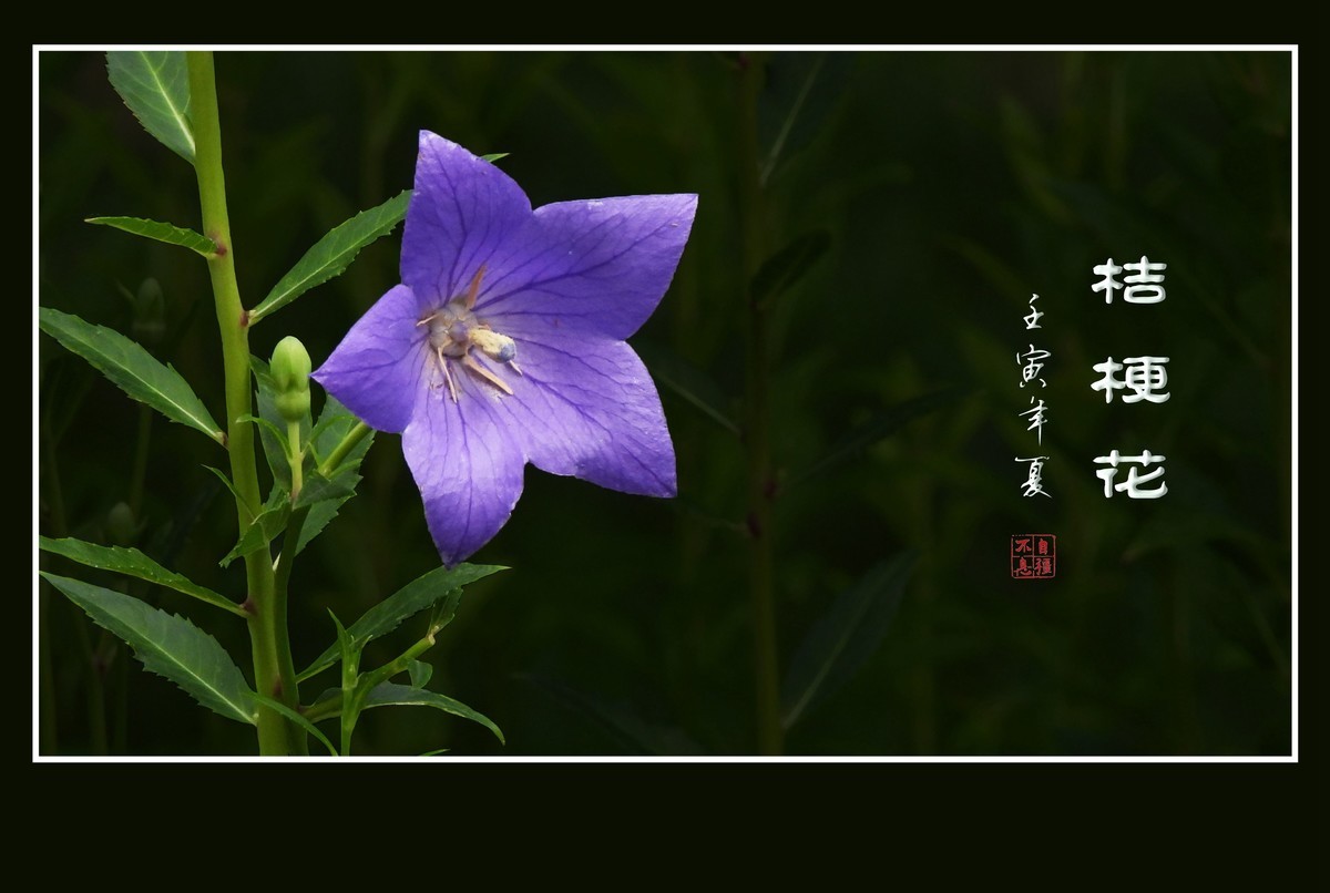 蓝色的小星星-桔梗花