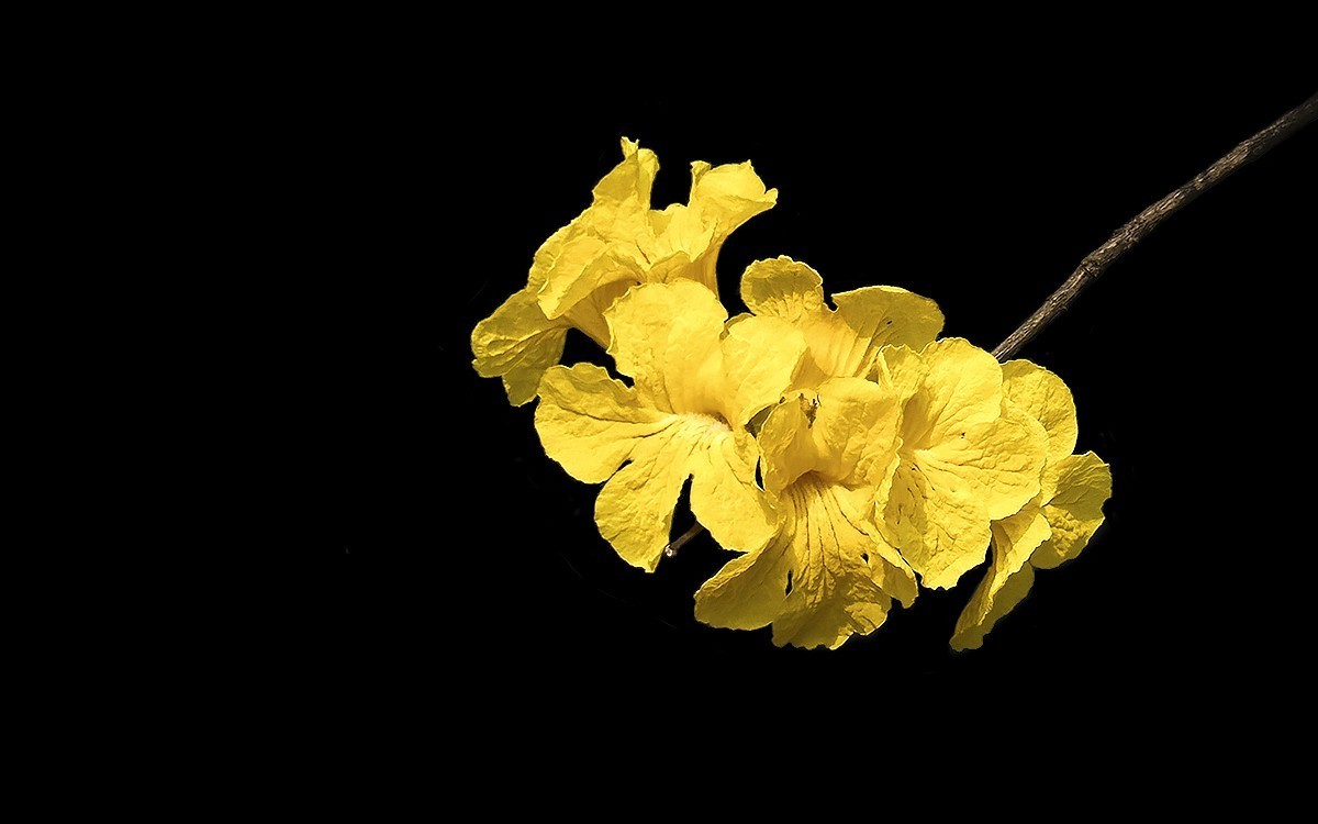 23191 ─ 麓湖公园的黄花风玲（2）