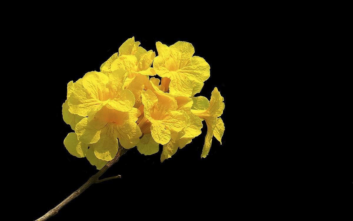 23191 ─ 麓湖公园的黄花风玲（2）