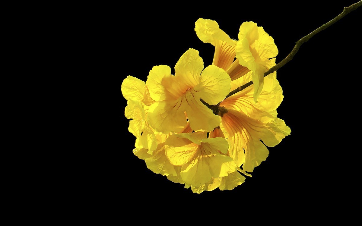 23191 ─ 麓湖公园的黄花风玲（2）