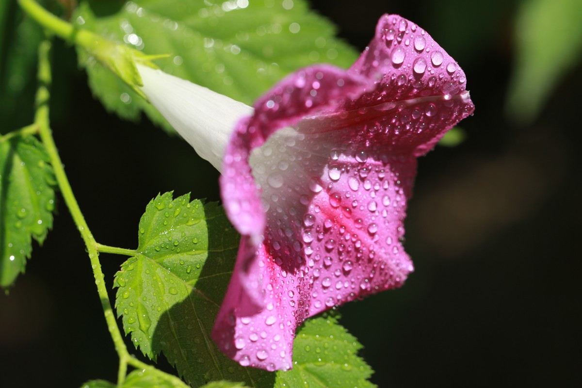 花上的雨滴
