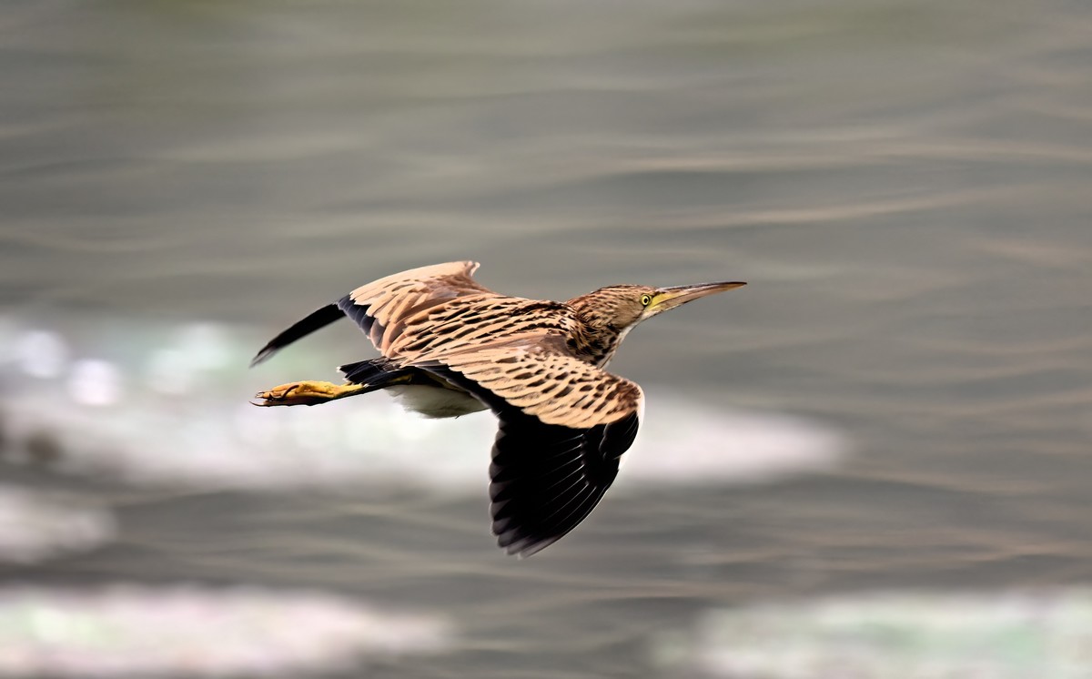 黄斑尾鳽（jian），首次拍到