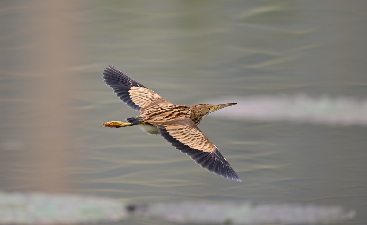 黄斑尾鳽（jian），首次拍到