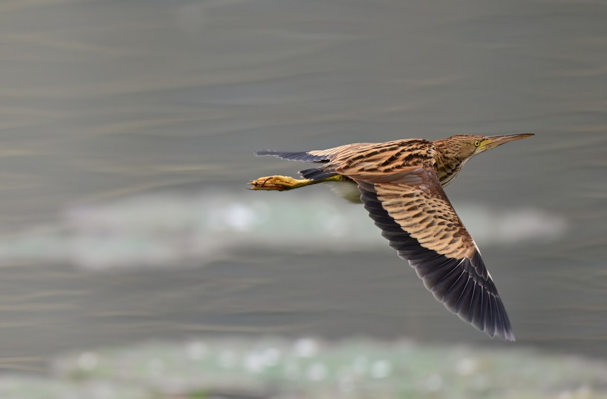 黄斑尾鳽（jian），首次拍到