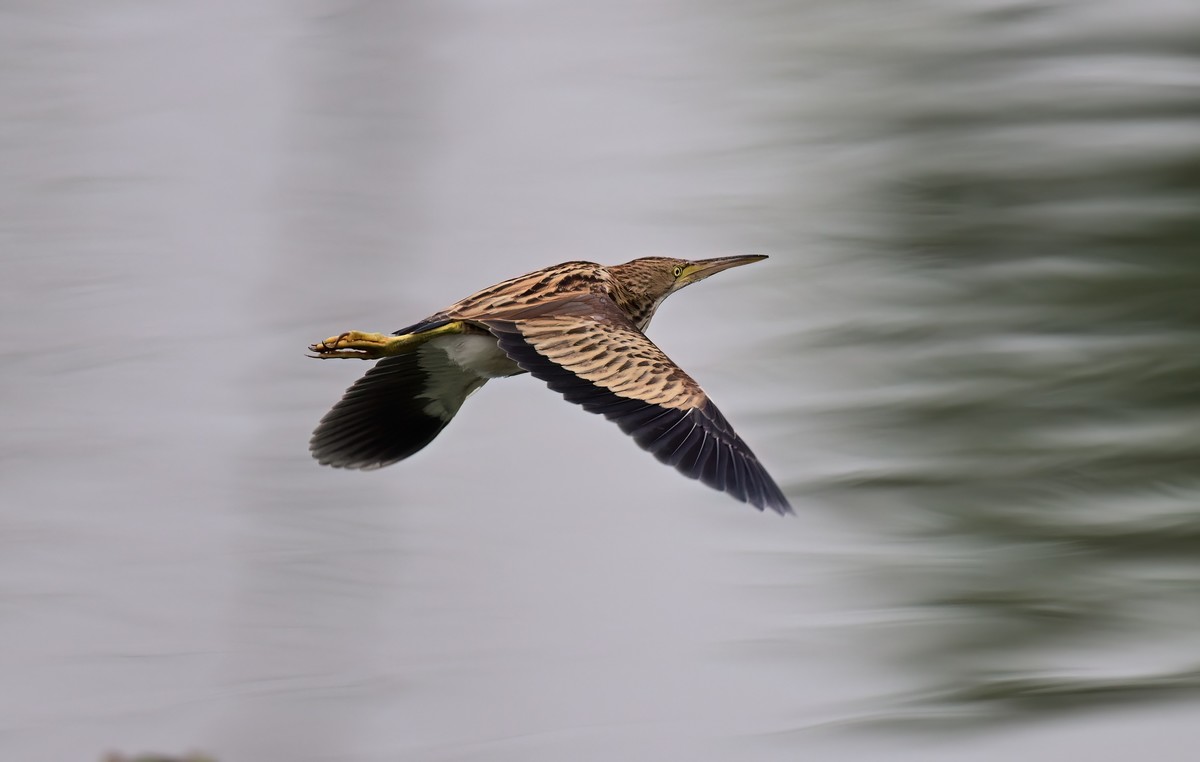 黄斑尾鳽（jian），首次拍到