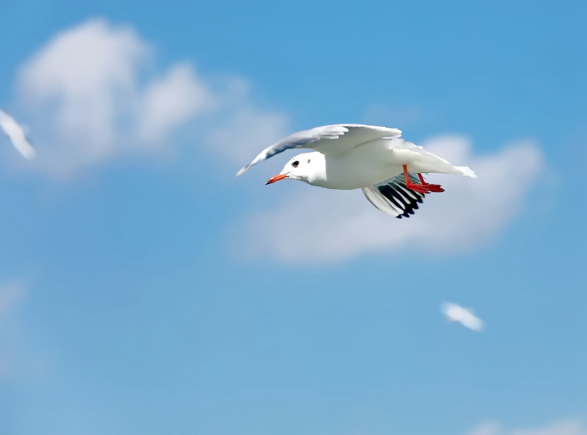 飞鸟-中关村在线摄影论坛