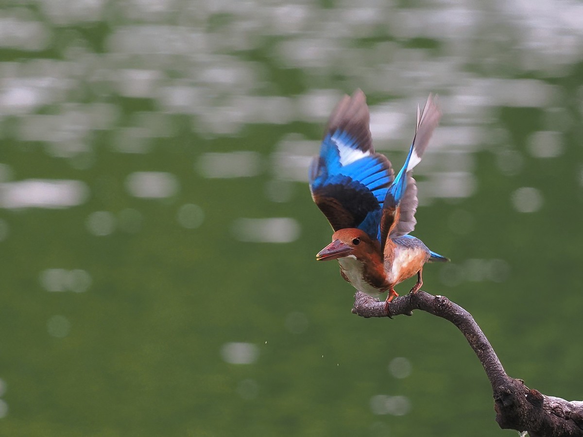 麓湖公园生态照片——翠鸟(21)-中关村在线摄影论坛