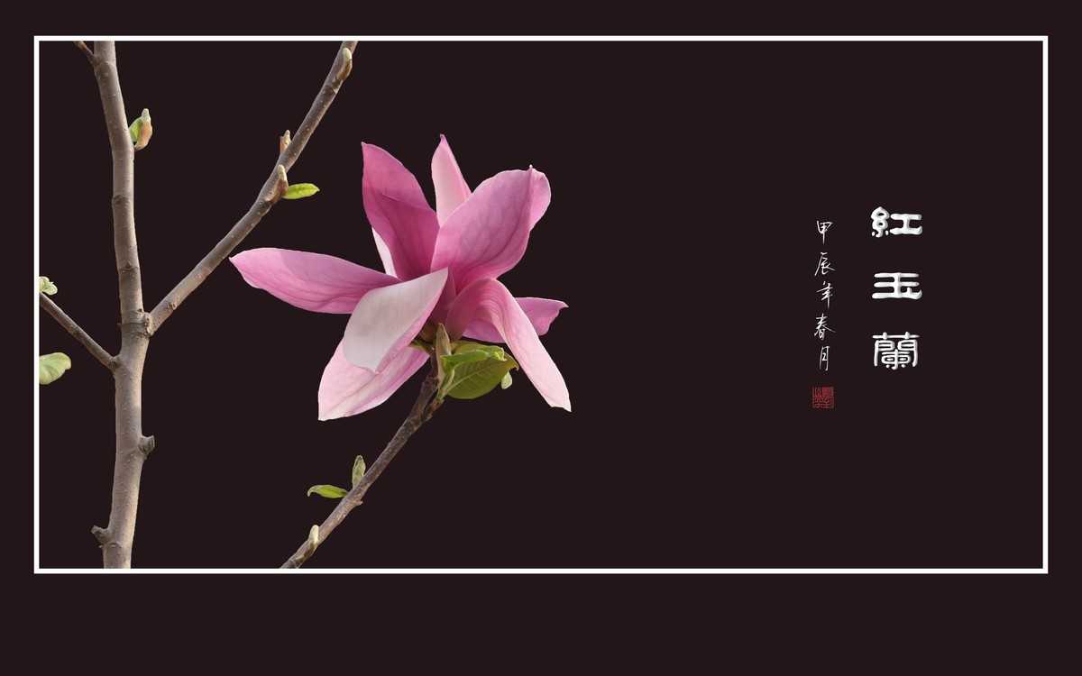 鲜艳俏丽的红玉兰