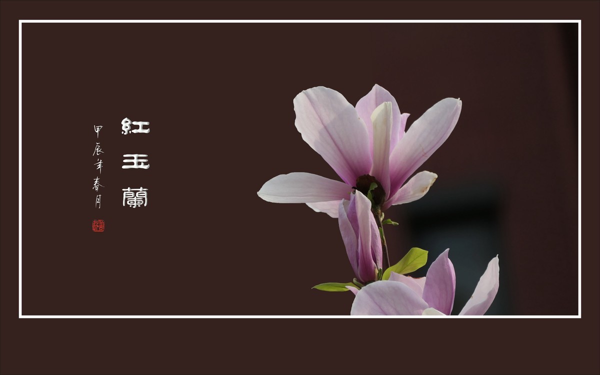 鲜艳俏丽的红玉兰