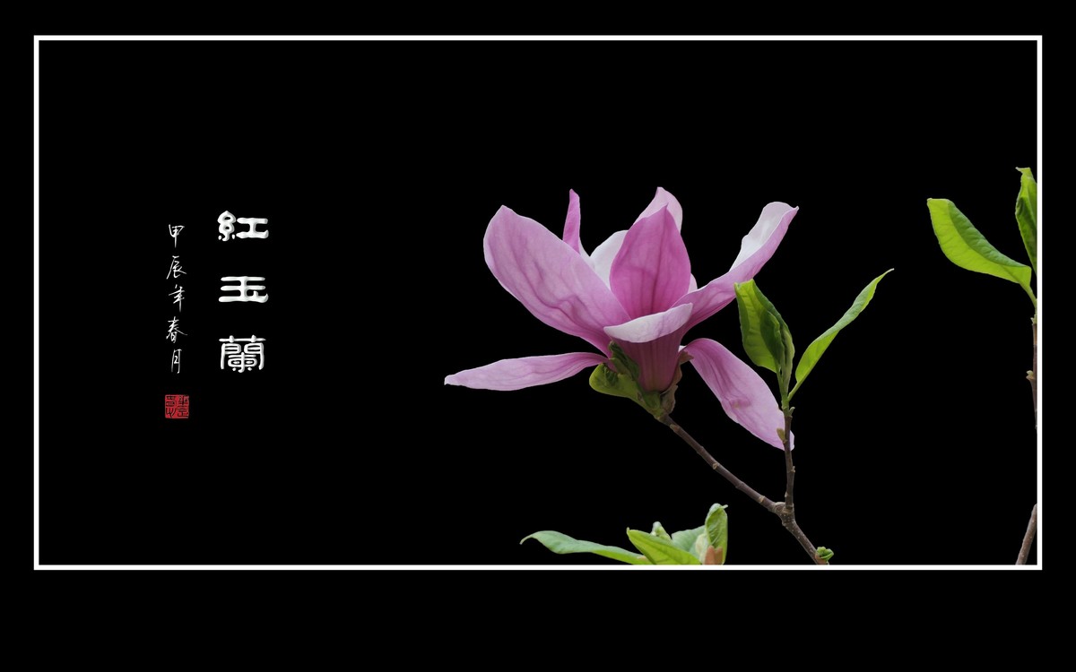 鲜艳俏丽的红玉兰