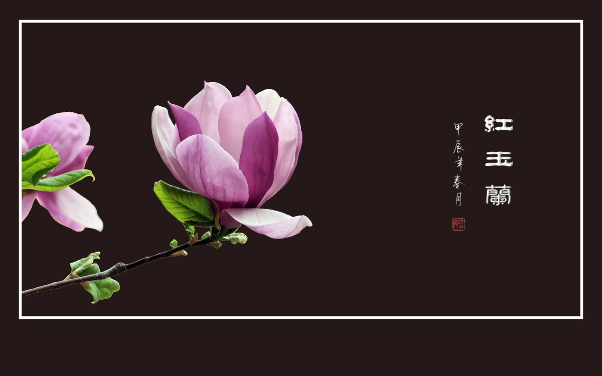 鲜艳俏丽的红玉兰