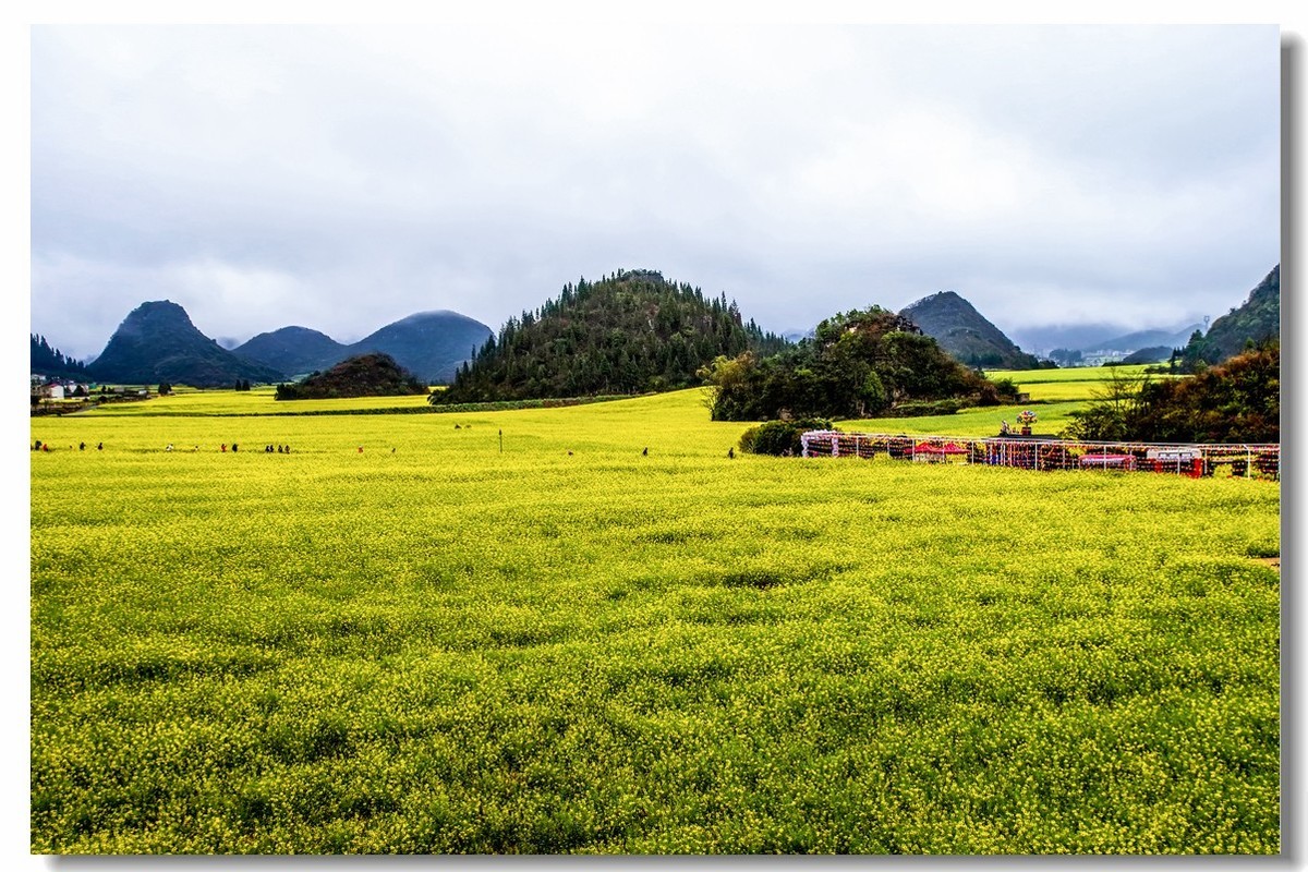 云南之旅——罗平金鸡峰丛（1）