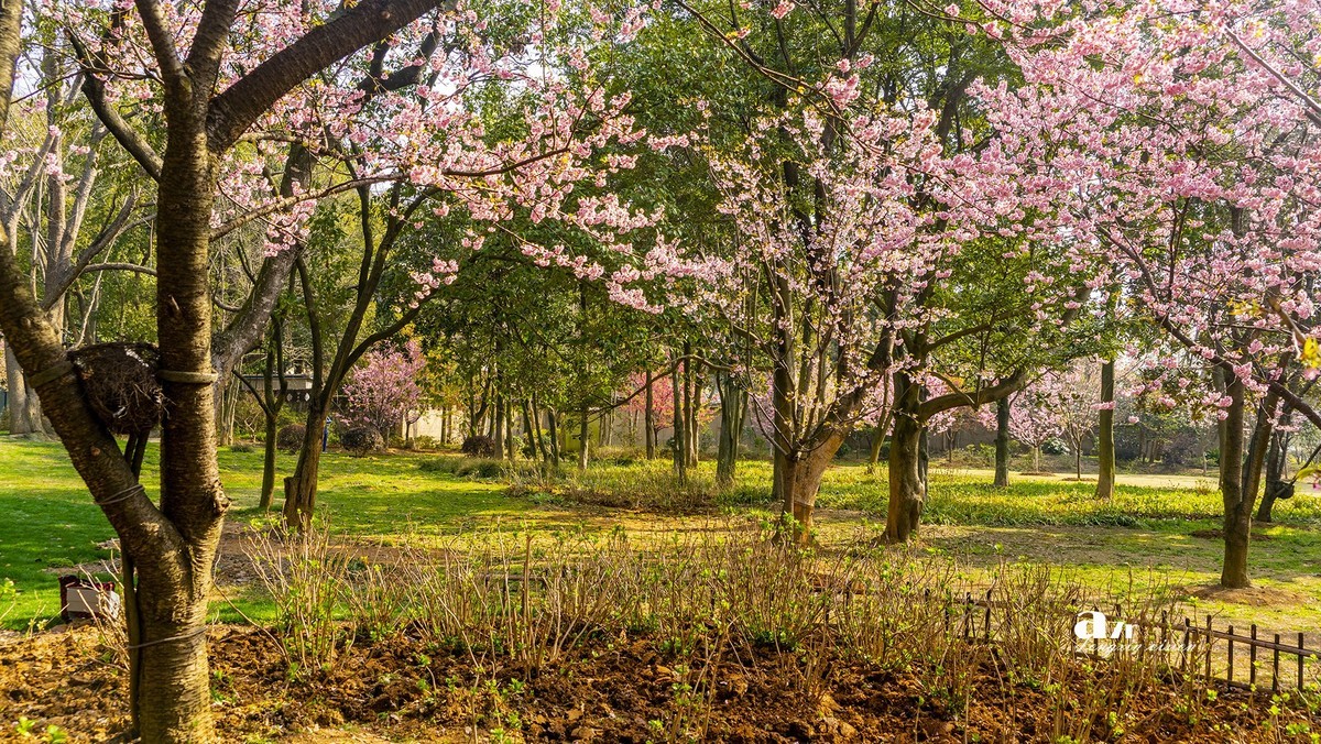 三月下江南——无锡鼋头渚（9）