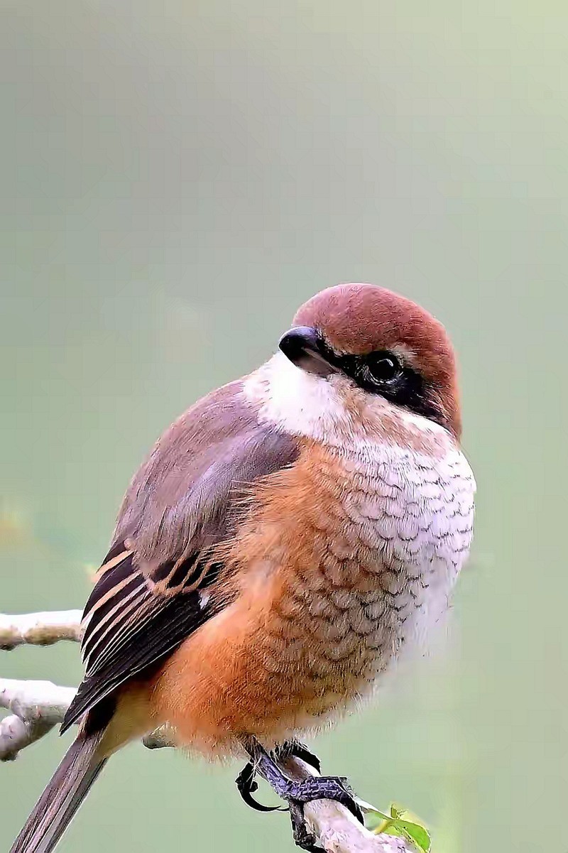 看见伯劳【高速连拍】