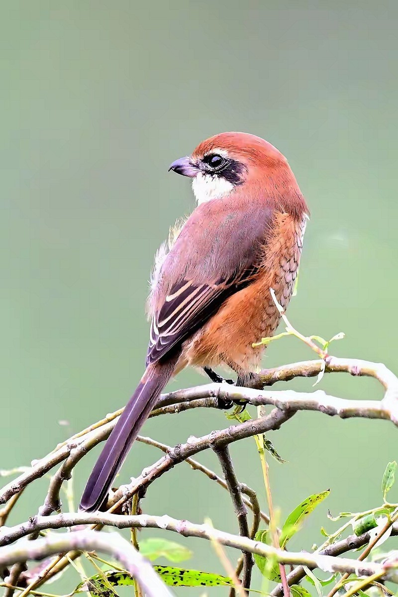 看见伯劳【高速连拍】