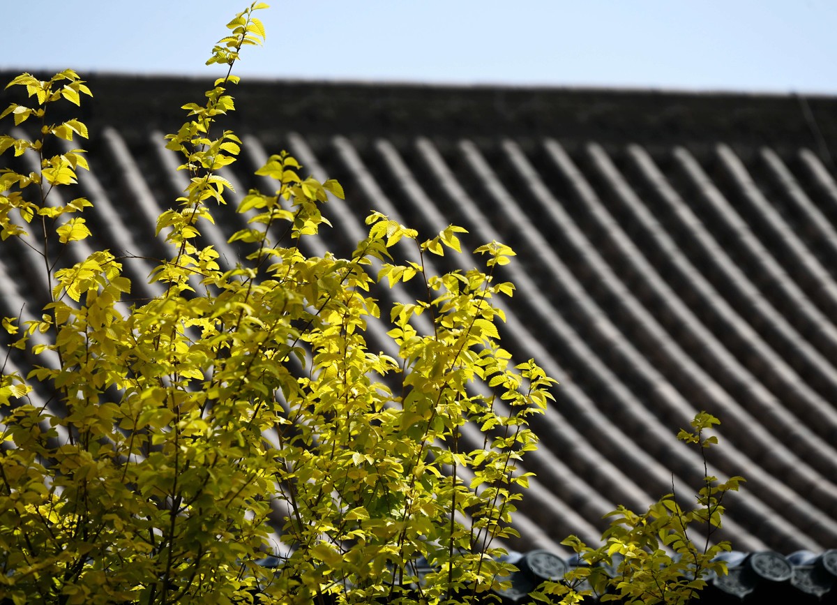 兰州仁寿山春意正浓正是春游赏花之时