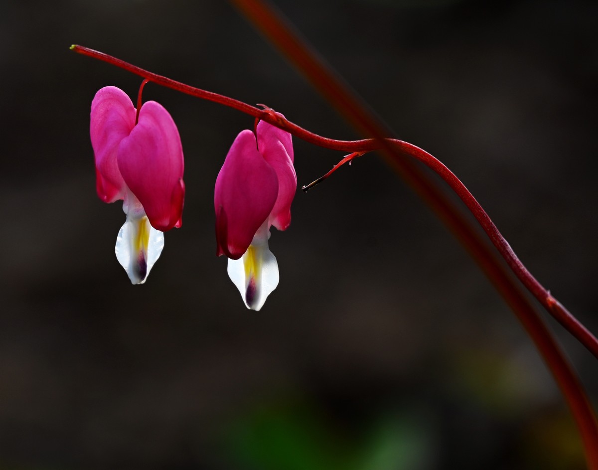 兰州仁寿山春意正浓正是春游赏花之时