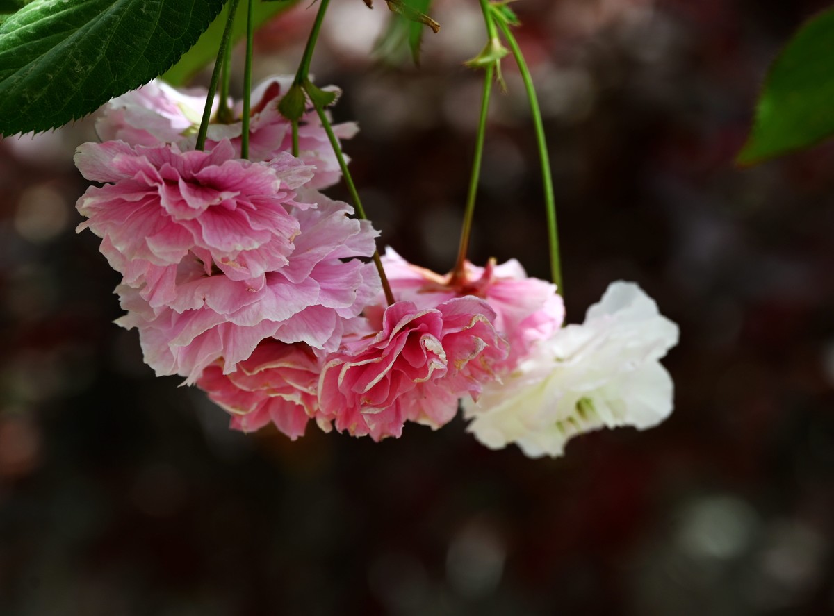 兰州仁寿山春意正浓正是春游赏花之时