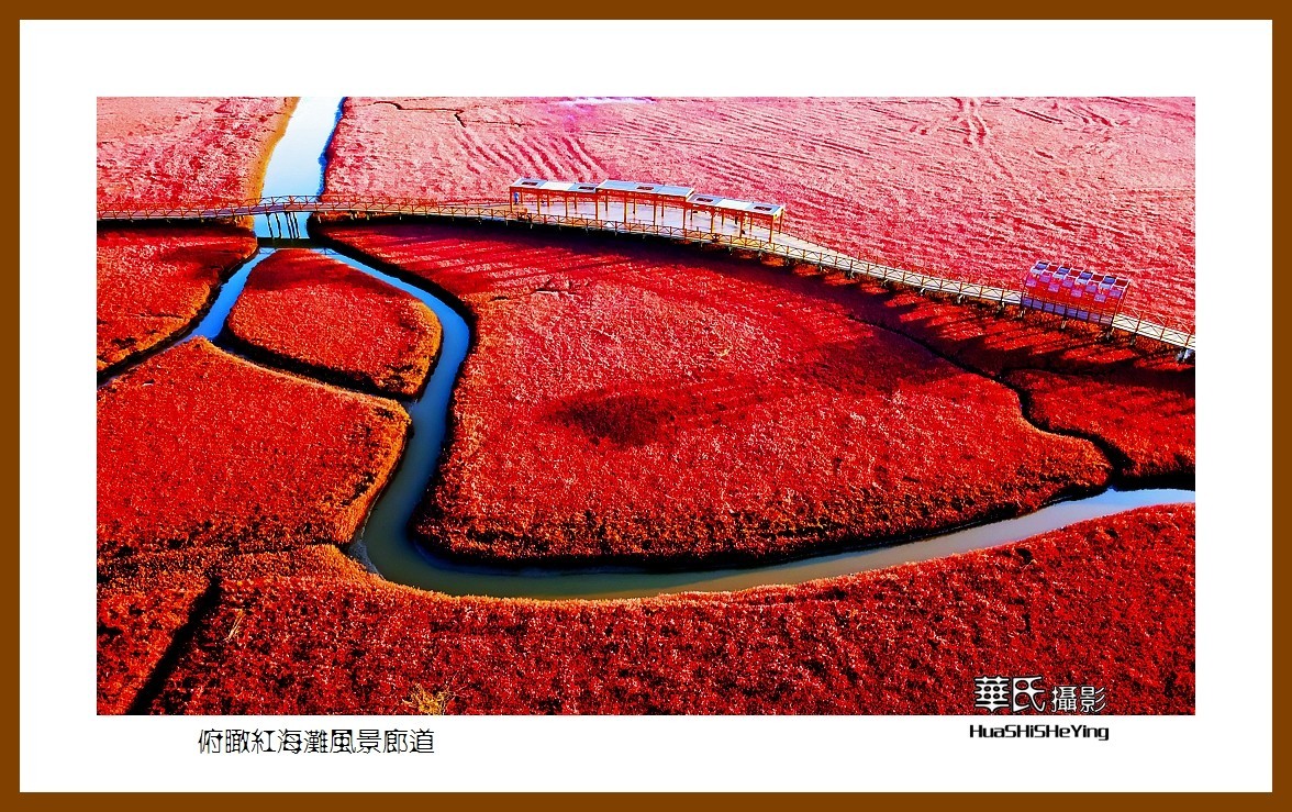 美色辽宁——俯瞰红海滩风景廊道之二（盘锦市）